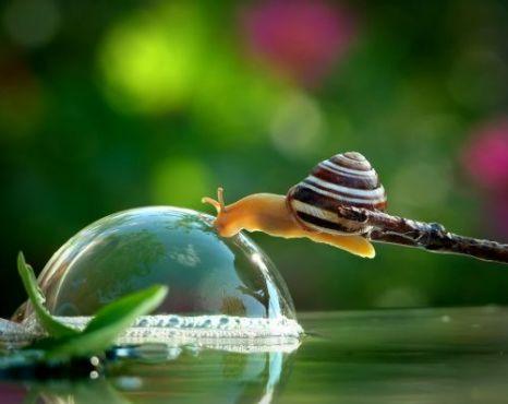 Imagini spectaculoase surprinse de un medic dentist. Ce face acest melc cu bula de apă 212832