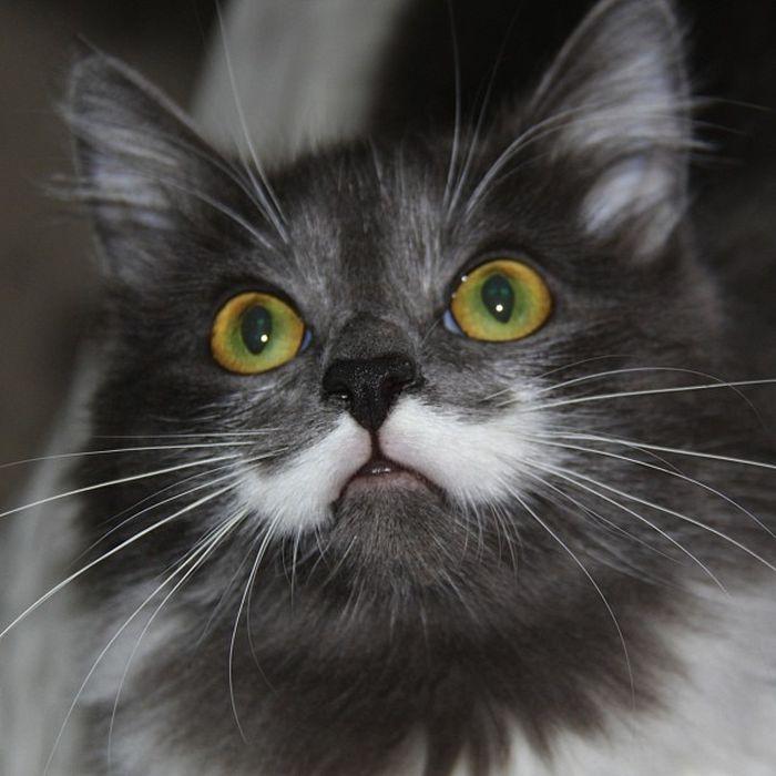 Motanul acesta a devenit vedetă pe internet. Stăpânul lui a publicat aceste poze, iar acum toată lumea îl îndrăgeşte 212858