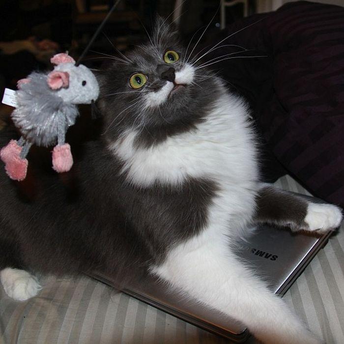 Motanul acesta a devenit vedetă pe internet. Stăpânul lui a publicat aceste poze, iar acum toată lumea îl îndrăgeşte 212859