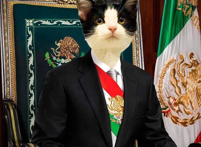 &quot;Te-ai săturat să votezi pentru şobolani? Votează o pisică&quot;. Candidatura unui motan la primăria unui oraş din Mexic, fenomen pe Facebook 