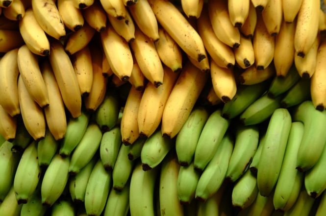 Plantaţii de fructe exotice în România. Bananele, kiwi şi rodiile ar putea deveni în curând fructe autohtone 