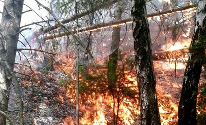 Incendiu de vegetaţie în Suceava. Focul a afectat un hectar de pădure