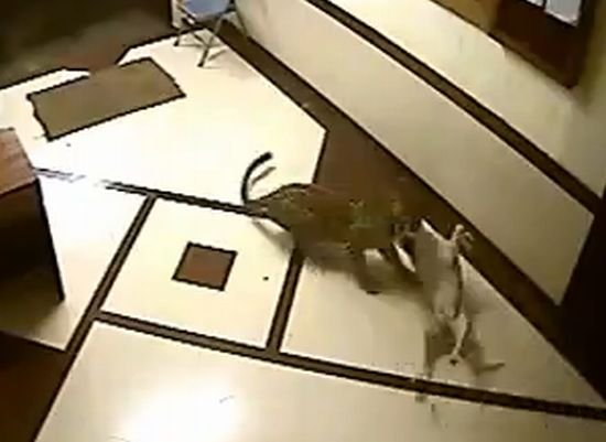 Atac şocant în Mumbai: un leopard a mâncat câinele unei familii