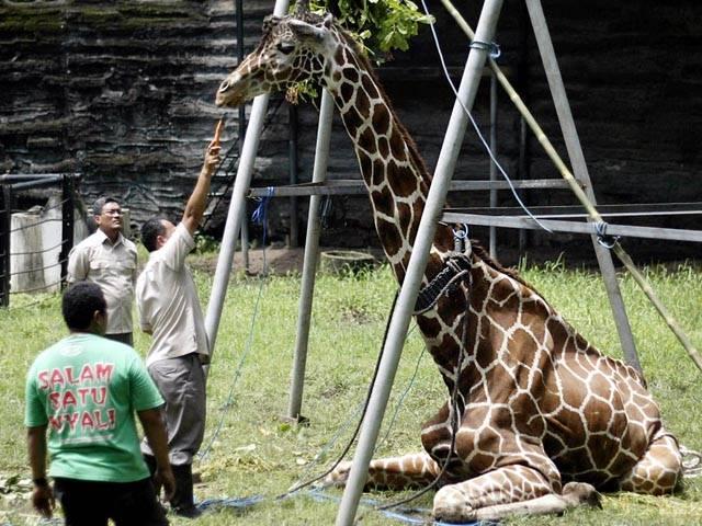 IMAGINI ŞOCANTE! Grădina zoologică unde animalele sunt lăsate să MOARĂ de foame. Cum arată tigrii şi leii 214518