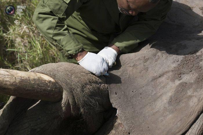 IMAGINI ŞOCANTE! Când animalele se aşază în calea oamenilor. Cum sunt alungaţi elefanţii din Kenya 214761