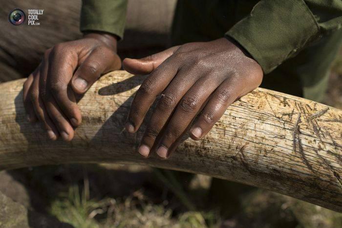 IMAGINI ŞOCANTE! Când animalele se aşază în calea oamenilor. Cum sunt alungaţi elefanţii din Kenya 214765