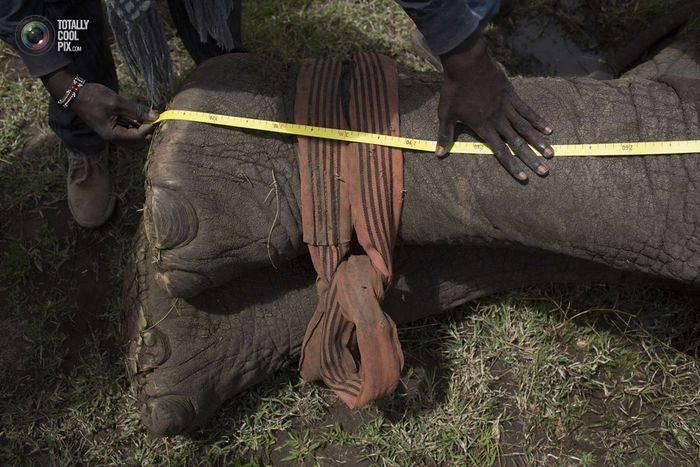 IMAGINI ŞOCANTE! Când animalele se aşază în calea oamenilor. Cum sunt alungaţi elefanţii din Kenya 214768