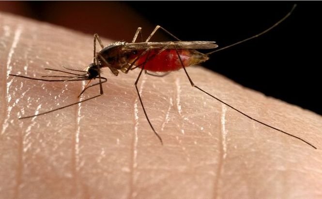 Moscova, sub asediul ţânţarilor care transmit MALARIA