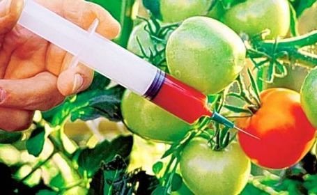 Alimente modificate GENETIC, în farfuriile românilor