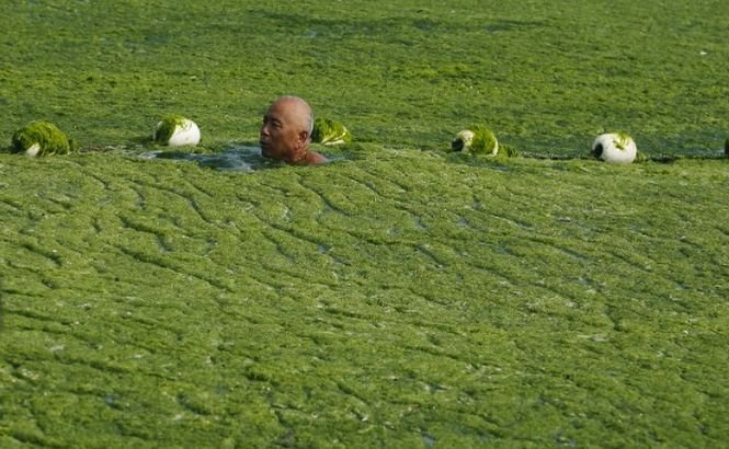 Litoralul chinez de la Marea Galbenă s-a făcut VERDE! Cantităţi record de alge au invadat plajele
