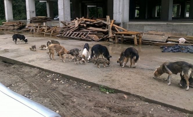 În Bucureşti sunt 60.000 de maidanezi. Câinii agresivi şi-au găsit adăpost la firmele de pază