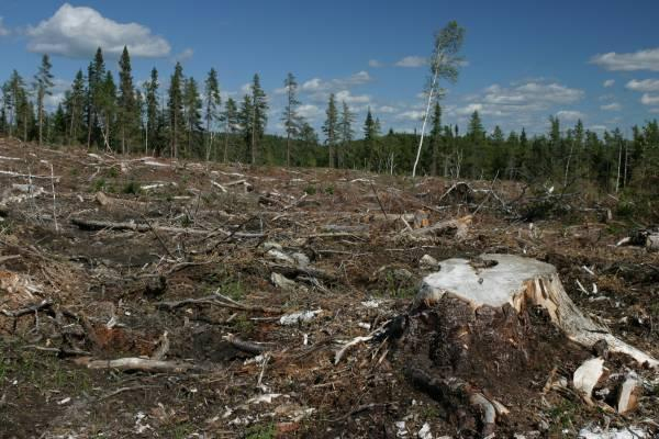 Zeci de hectare de pădure au dispărut în 2 ani sub SUPRAVEGHEREA celor care ar trebui să apere pădurile
