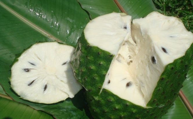 Guanabana, fructul care vindecă cancerul
