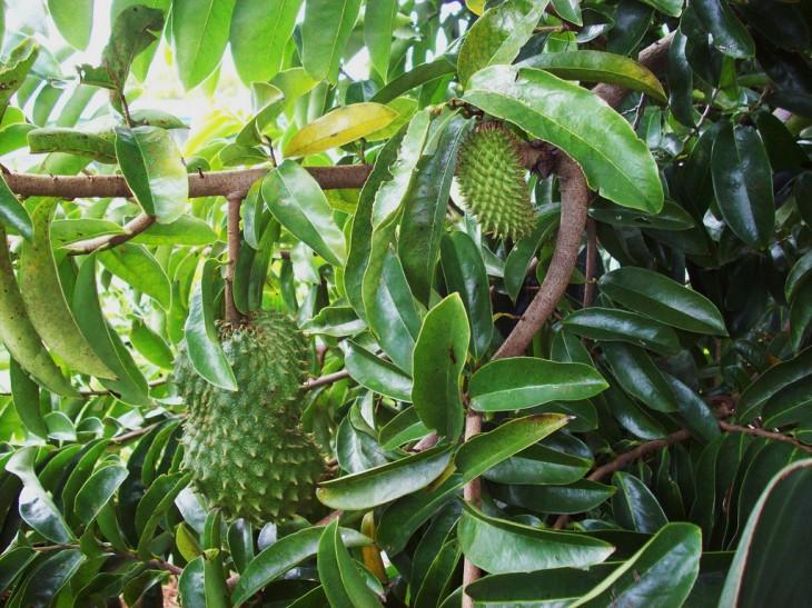 Guanabana, fructul care vindecă cancerul 216877