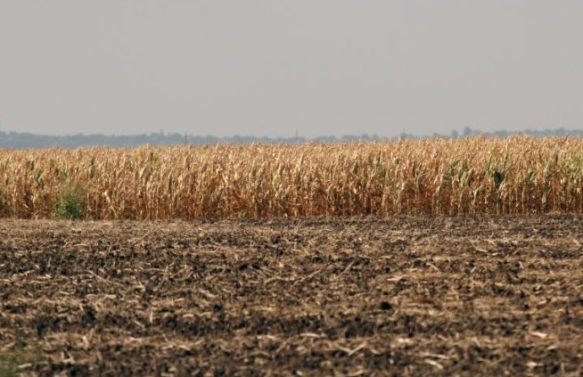 Semnal de alarmă: Peste 80% din parcelele agricole din România sunt la limita încărcăturii cu nitraţi