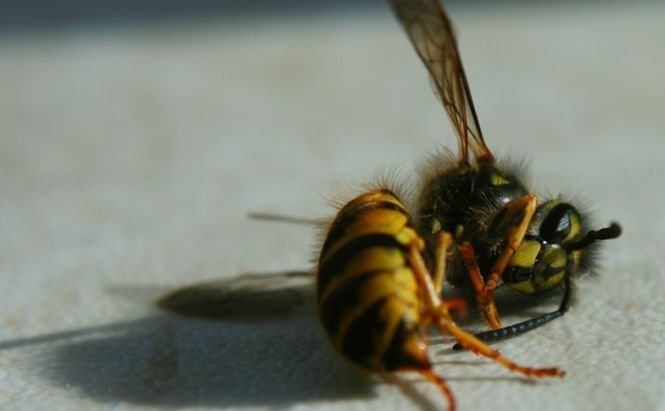 UE a INTERZIS un insecticid letal pentru albine. România a votat împotriva măsurii