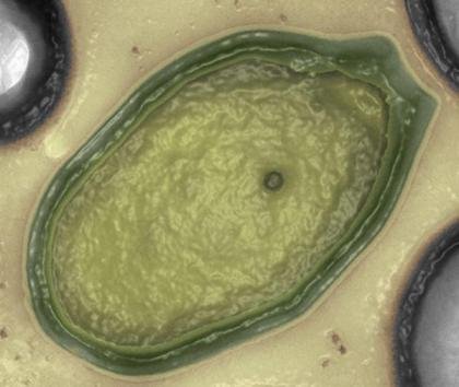 Cel mai MARE virus de pe Pământ, descoperit de cercetători. &quot;Are origini EXTRATERESTRE&quot;