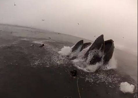 Imagini incredibile: Doi scafandri, cât pe ce să devină PRÂNZUL unor balene uriaşe