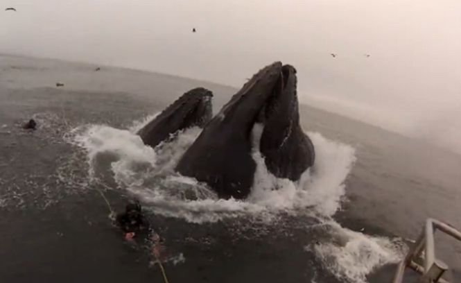 Întâlnirea impresionantă dintre mai mulţi scafandri şi un grup de balene