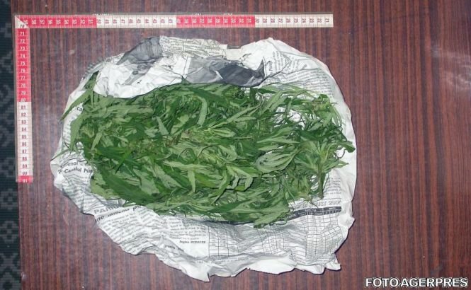 Trei traficanţi de droguri care au adus 12 kg de canabis din Belgia, audiaţi la DIICOT
