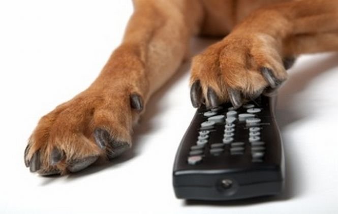 Prima televiziune din lume dedicată câinilor