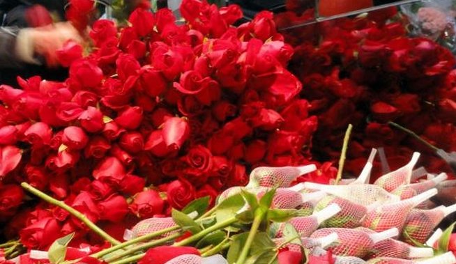 Seră de trandafiri în valoare de 1,3 milioane de euro, inaugurată în judeţul Dâmboviţa