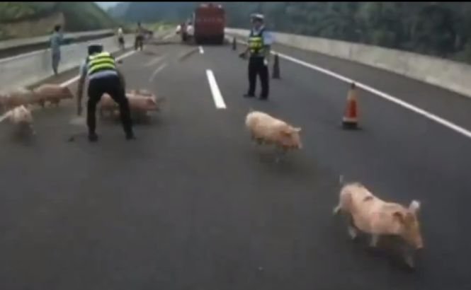 Operaţiunea PORCII pe autostradă. Poliţiştii chinezi au blocat drumul pentru a prinde animalele scăpate dintr-un camion