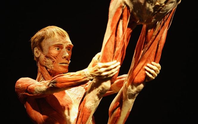Succes răsunător al expoziţiei &quot;The Human Body&quot;. A adus încasări de aproape un milion de euro