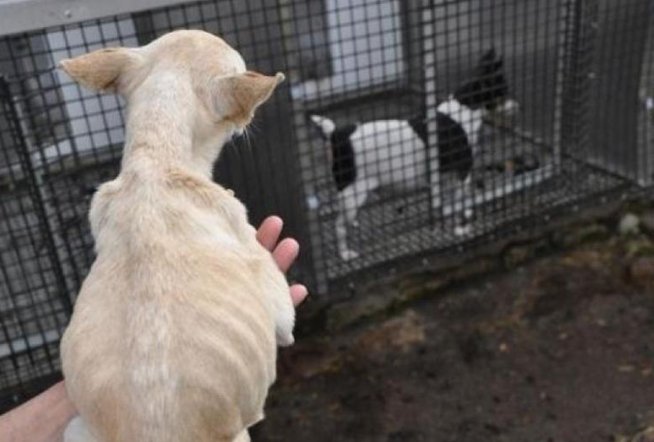 STUDIU: Oamenii au O MAI MARE EMPATIE faţă câinii maltrataţi decât faţă de OAMENI supuşi relelor tratamente