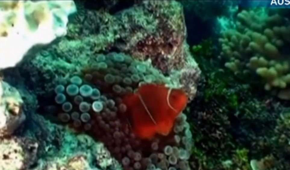 Recif de corali în acvariu. Soarta comorilor subacvatice, în grija unei instalaţii care simulează condiţiile din apă 