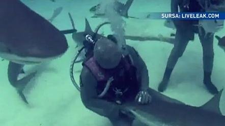 Curaj nebun! O femeie se avântă în adâncuri pentru a salva rechinii din Bahamas