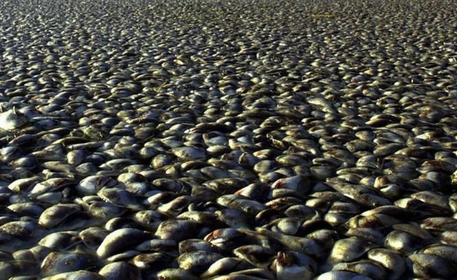 Circa 10 de tone de peşti, găsiţi morţi pe un lac din Rio de Janeiro