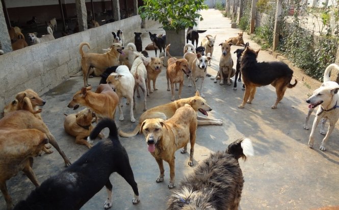 Câinele care a sfâşiat ieri un copil aparţine unui ONG pentru protecţia animalelor