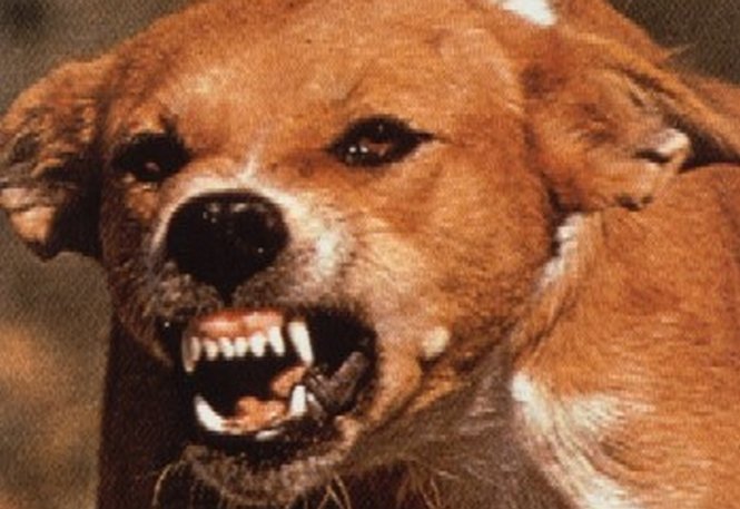 Peste 8.000 de oameni au fost muşcaţi de câini, în 2012, numai în Bucureşti