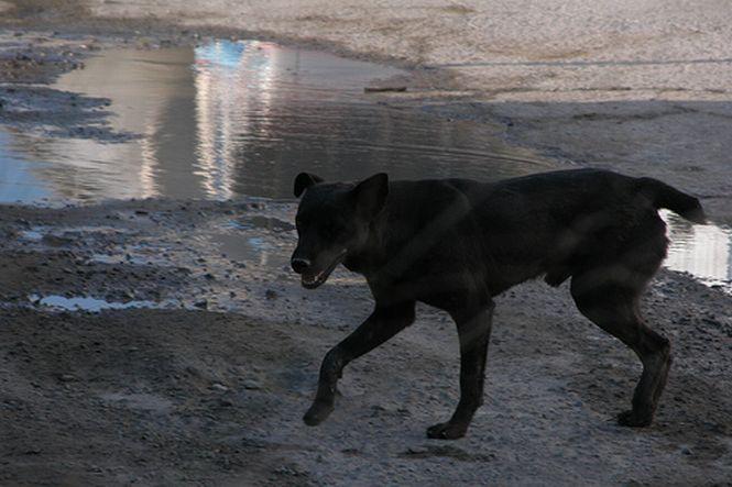 Peste 700 de câini vagabonzi au fost eutanasiaţi în ultimii cinci ani, în Bucureşti. Oficial, în Capitală sunt 64.000 de maidanezi