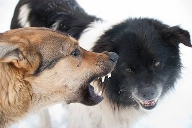 Angajaţii ASPA vor eutanasia câinii agresivi de pe străzile Bucureştiului 