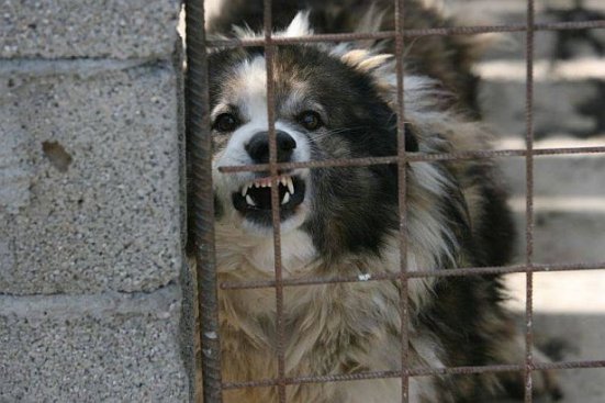 Două legi concomitent în vigoare pe subiectul eutanasierii câinilor: una o permite, cealaltă o interzice