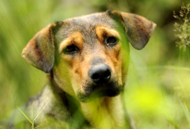 Protest pentru problema câinilor comunitari, în Parcul Izvor. Peste 300 de persoane participă
