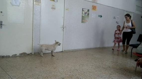 Problemă revoltătoare în curtea spitalelor din Bucureşti: &quot;Tata mi-a zis că nu iese la aer pentru că îi e FRICĂ de câinii din curtea spitalului&quot;
