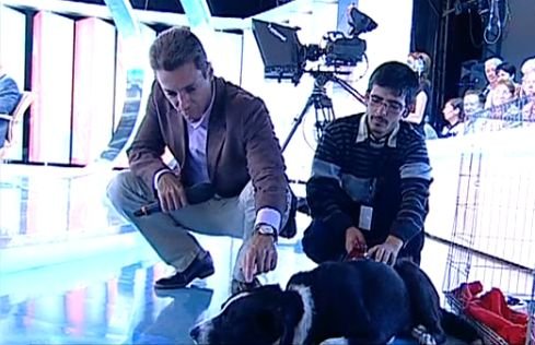 Campanie Antena 3. Mihai Gâdea: Eu şi Mircea am decis să adoptăm nişte câini de pe străzi