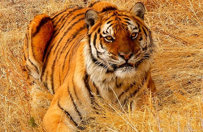 Un îngrijitor de la Grădina Zoologică din Germania, ucis de un tigru siberian