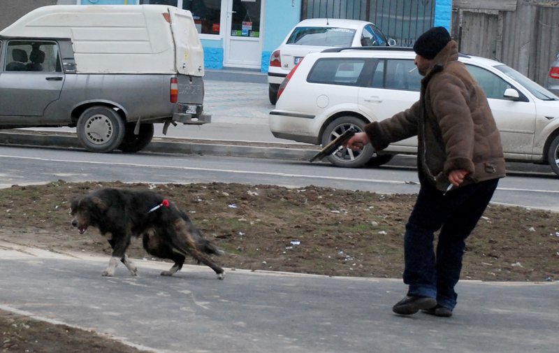 Sondajul făcut printre români scoate la iveală un lucru care îi va înfuria pe iubitorii de animale. 91% cosideră asta