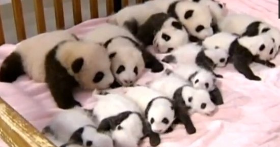 Sunt mici, dar deja celebri! Fă cunoştinţă cu 14 pui de panda adorabili