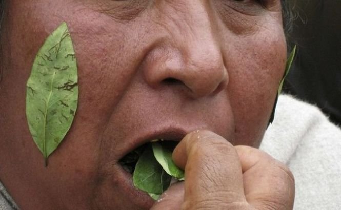Un lider sud-american şochează: &quot;Frunzele de COCA sunt un adevărat medicament&quot;