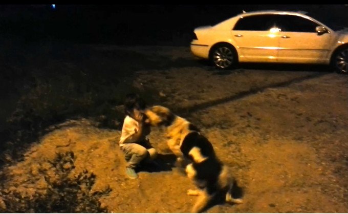 Imagini ŞOCANTE. Fiul lui Călin Geambaşu ATACAT de un maidanez. Câinele s-a repezit la faţa copilului