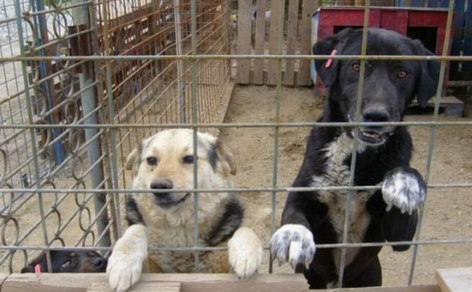 Primăria Capitalei a eliminat taxa de adopţie a maidanezilor pentru ONG-urile care iau peste 100 de câini vagabonzi