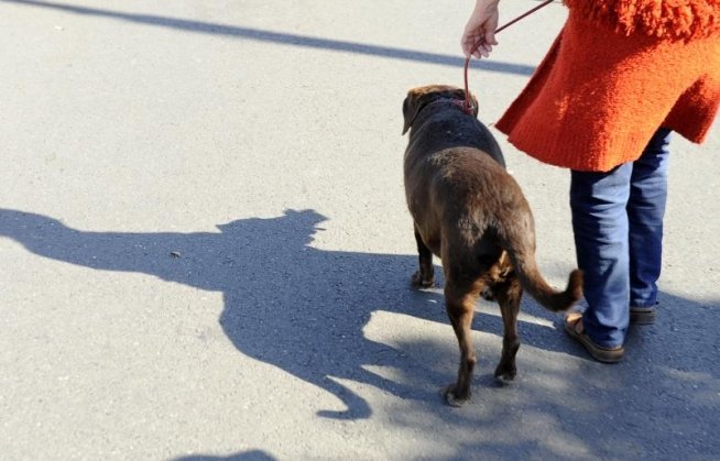 Bucureştenii se înghesuie să ia câinii maidanezi din adăposturi