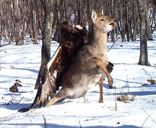Imagini incredibile surprinse într-o rezervaţie naturală din Rusia. O căprioară este ucisă de un vultur