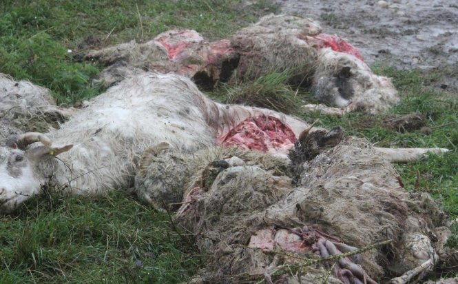 Carnaj la Timişoara. Zeci de oi au fost sfâşiate de o haită de câini maidanezi