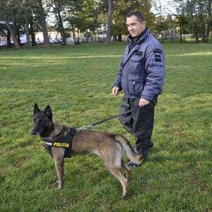 Un dresor de elită al câinilor poliţişti vă oferă câteva sfaturi înainte de a adopta un câine